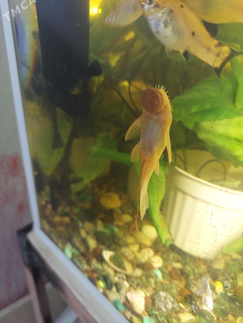 AKWARIUM BALYK - 8 мкр - img 7