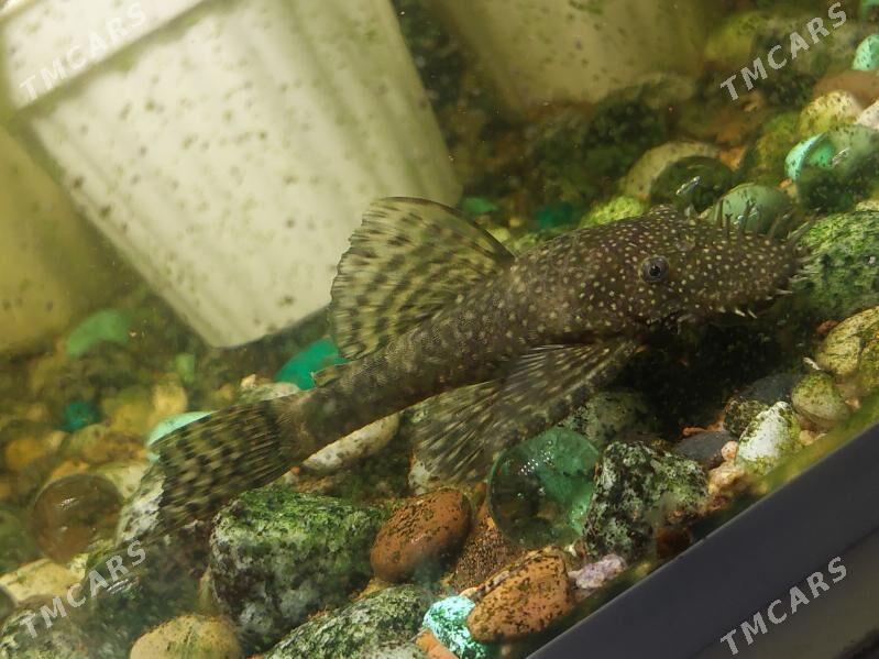 AKWARIUM BALYK - 8 мкр - img 9