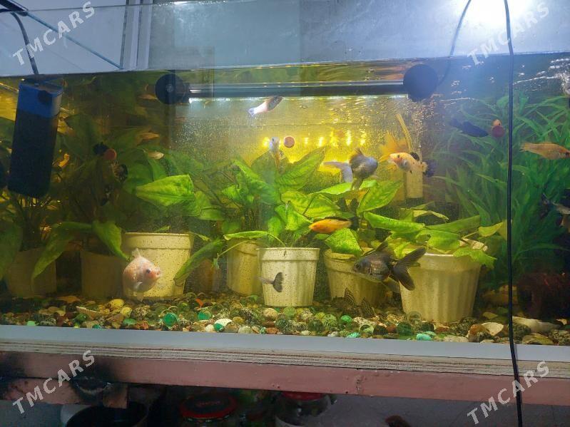 AKWARIUM BALYK - 8 мкр - img 1