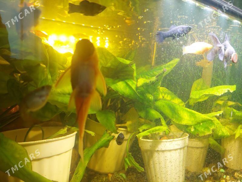 AKWARIUM BALYK - 8 мкр - img 4