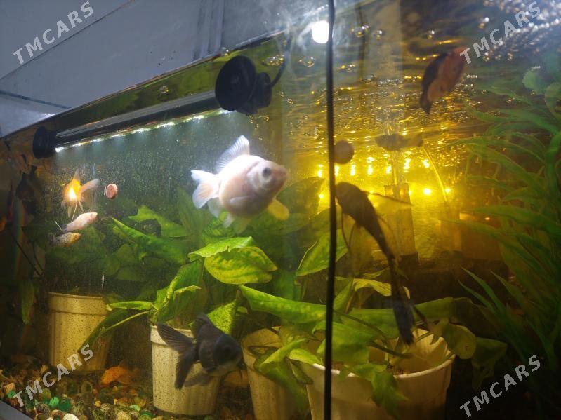 AKWARIUM BALYK - 8 мкр - img 2