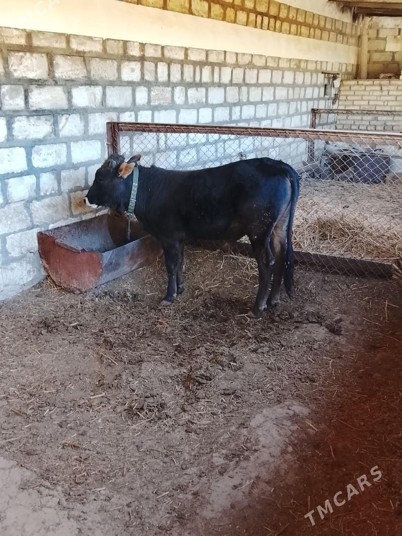 öküz - Гызыларбат - img 3