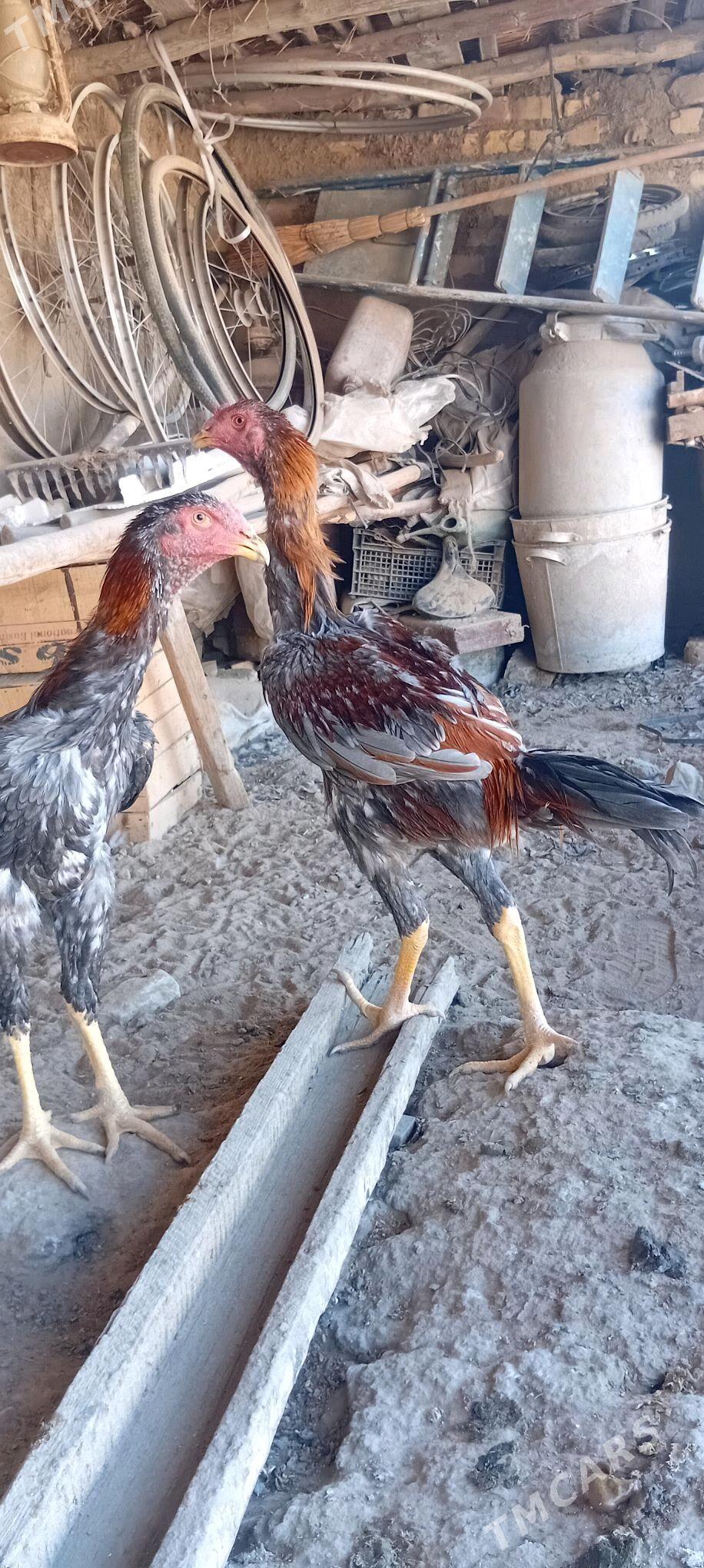 Bayes juyje - Байрамали - img 2