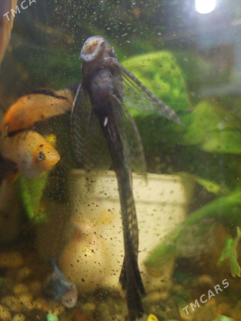 AKWARIUM BALYK - 8 мкр - img 6