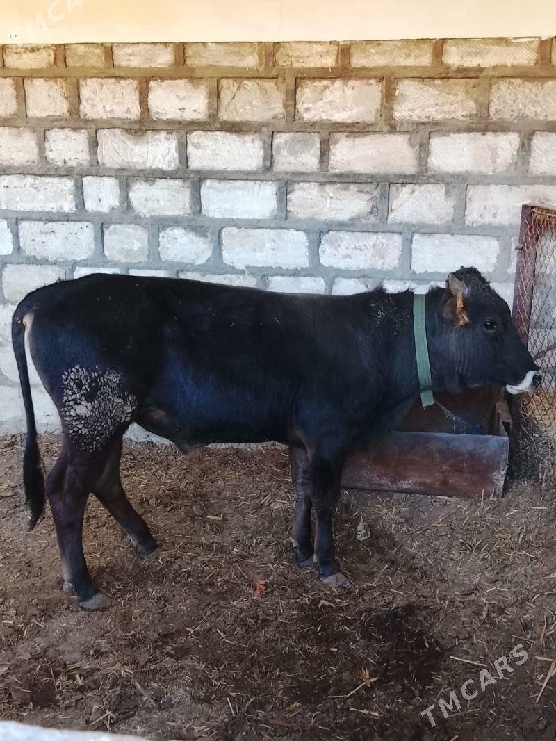 öküz - Гызыларбат - img 2