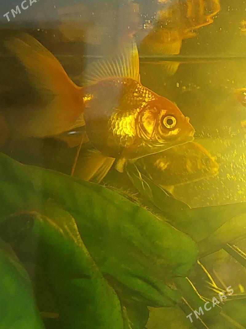 AKWARIUM BALYK - 8 мкр - img 8