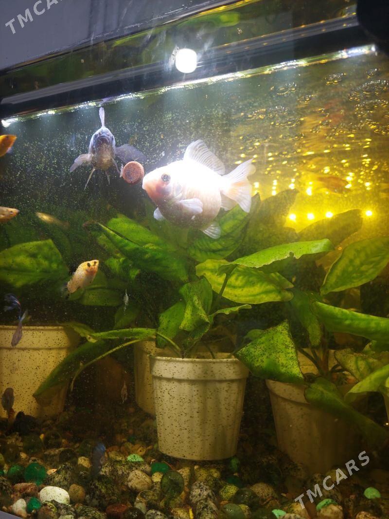 AKWARIUM BALYK - 8 мкр - img 5