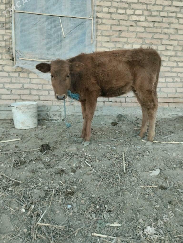 унажын окизче - Çärjew - img 7