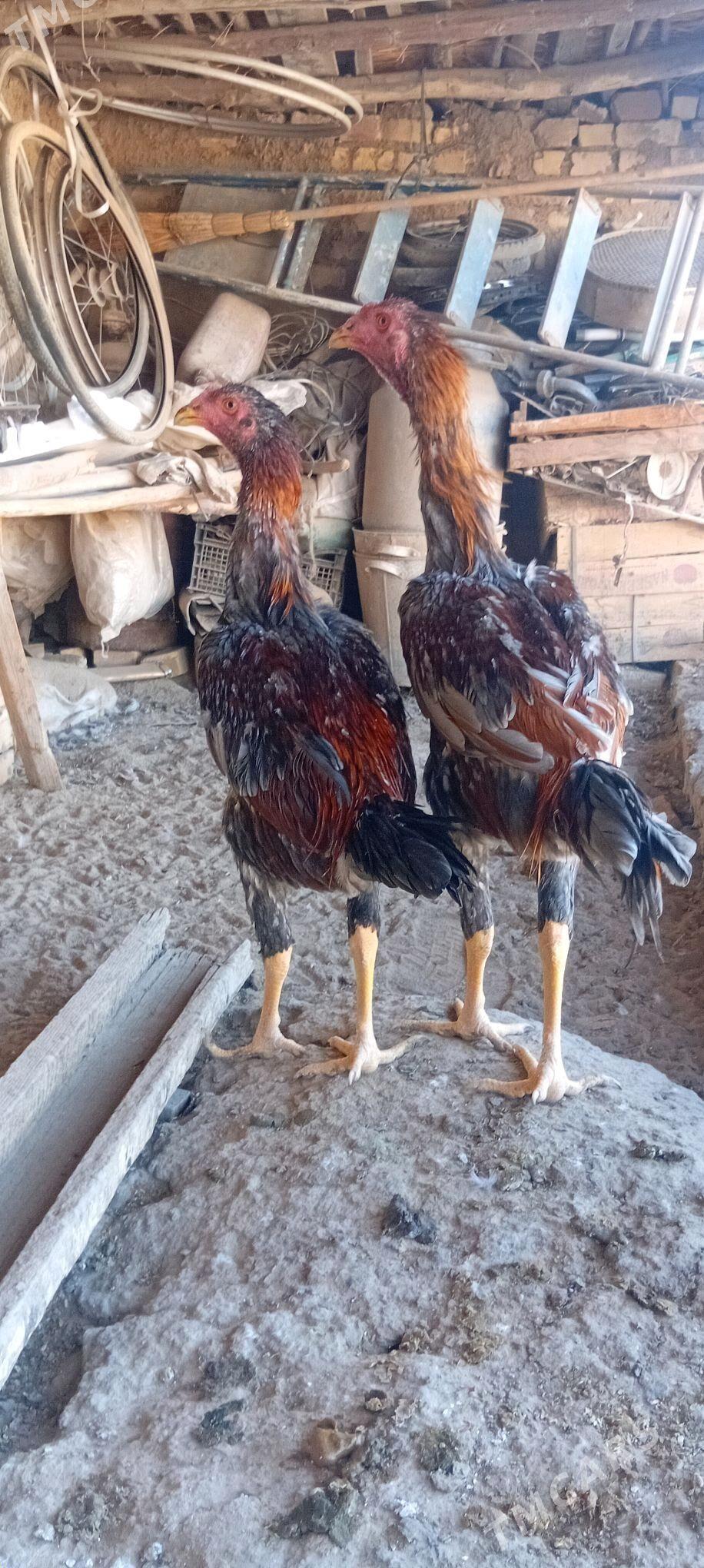 Bayes juyje - Байрамали - img 3