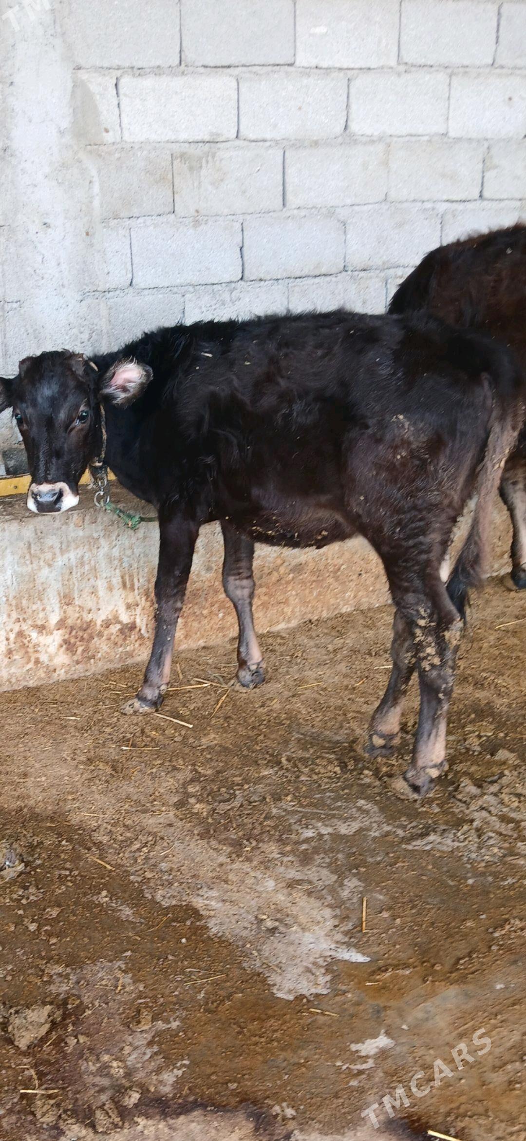 Tuwe - Гёкдепе - img 2