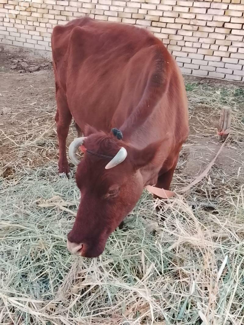 Göleli Sygyr - Сакарчага - img 1