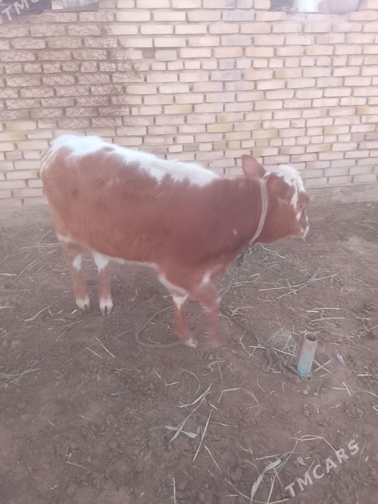 Göleli Sygyr - Сакарчага - img 2