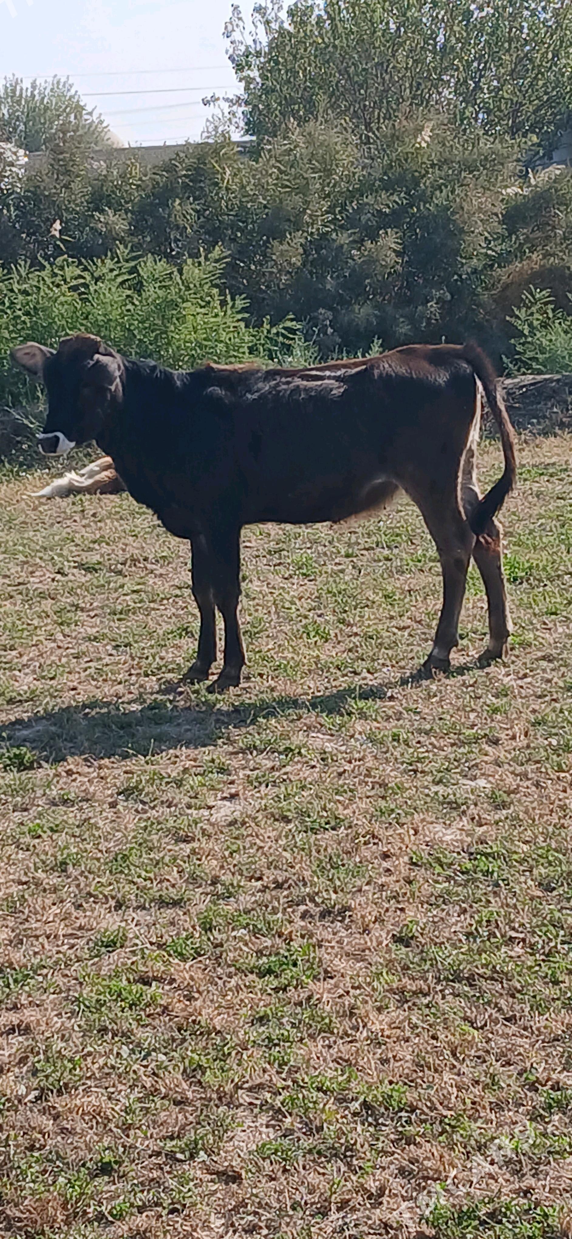 tuwe - Гёкдепе - img 2