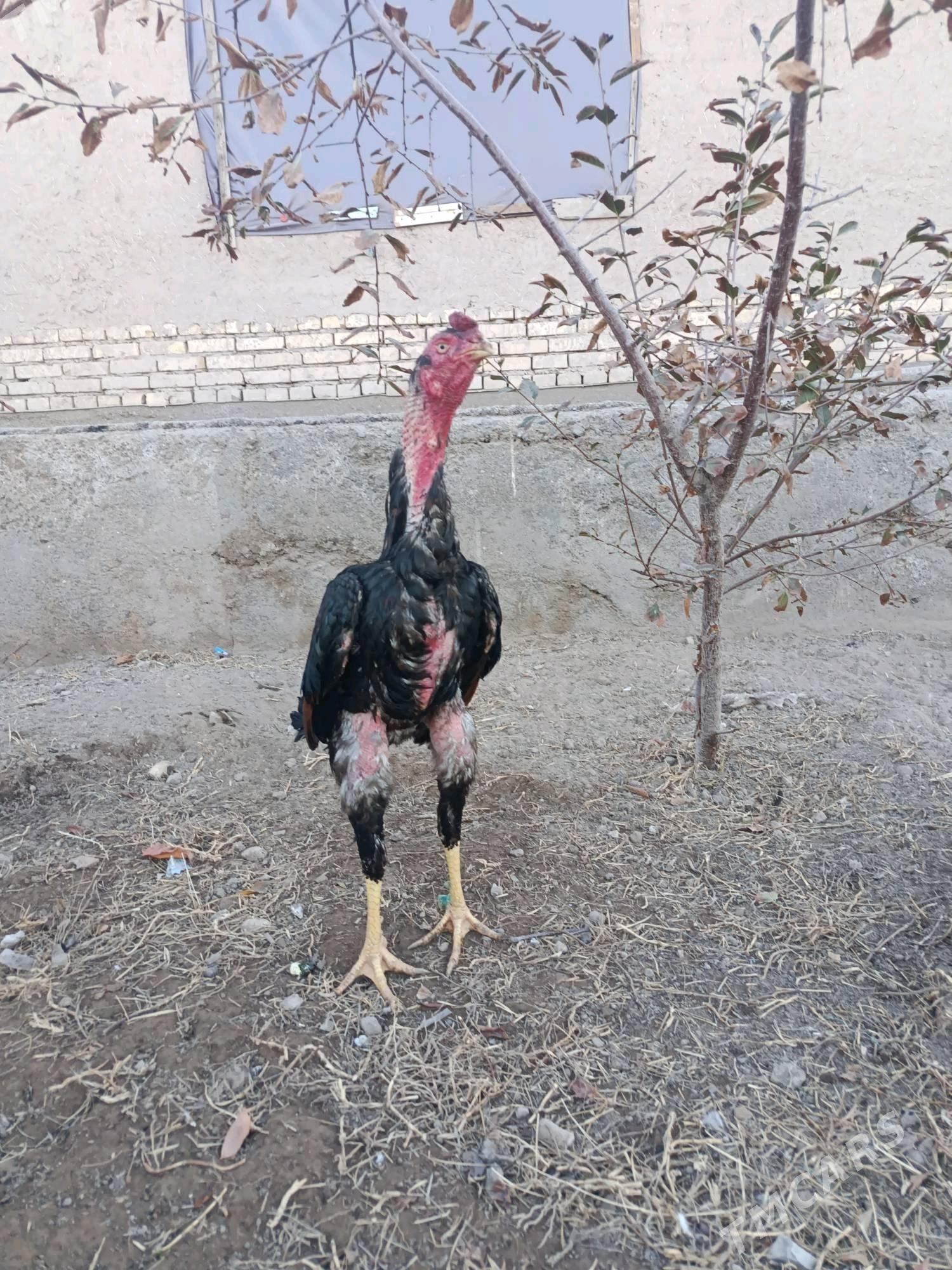 horaz - Шабатский этрап - img 1