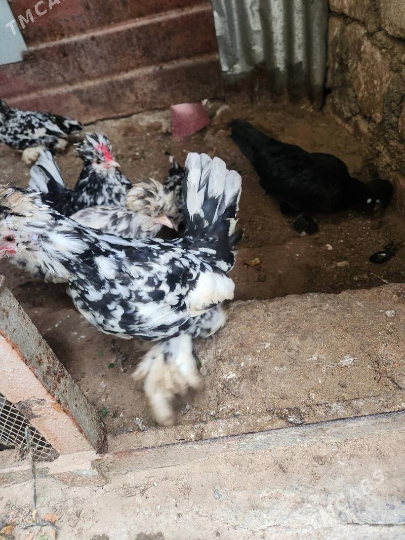 karlik troyka - Хитровка - img 2