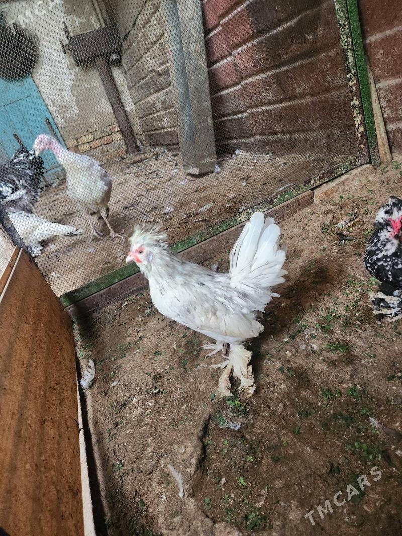 karlik troyka - Хитровка - img 9