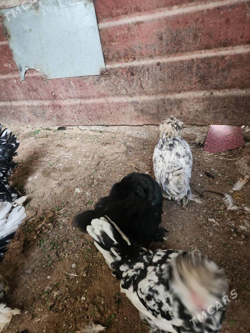 karlik troyka - Хитровка - img 8