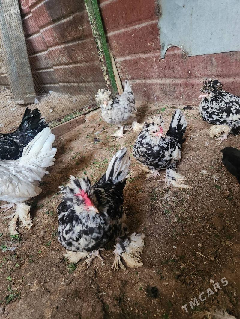 karlik troyka - Хитровка - img 3