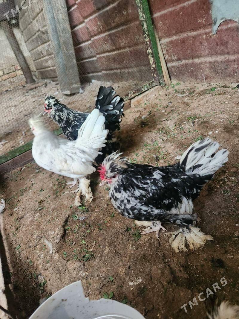 karlik troyka - Хитровка - img 7