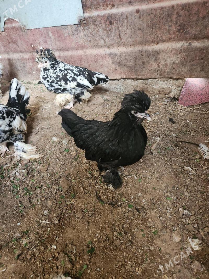 karlik troyka - Хитровка - img 4