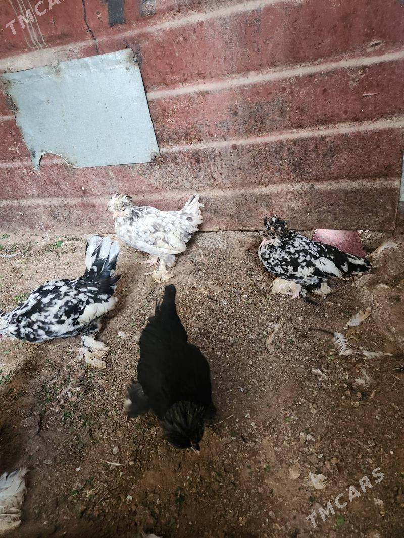 karlik troyka - Хитровка - img 6