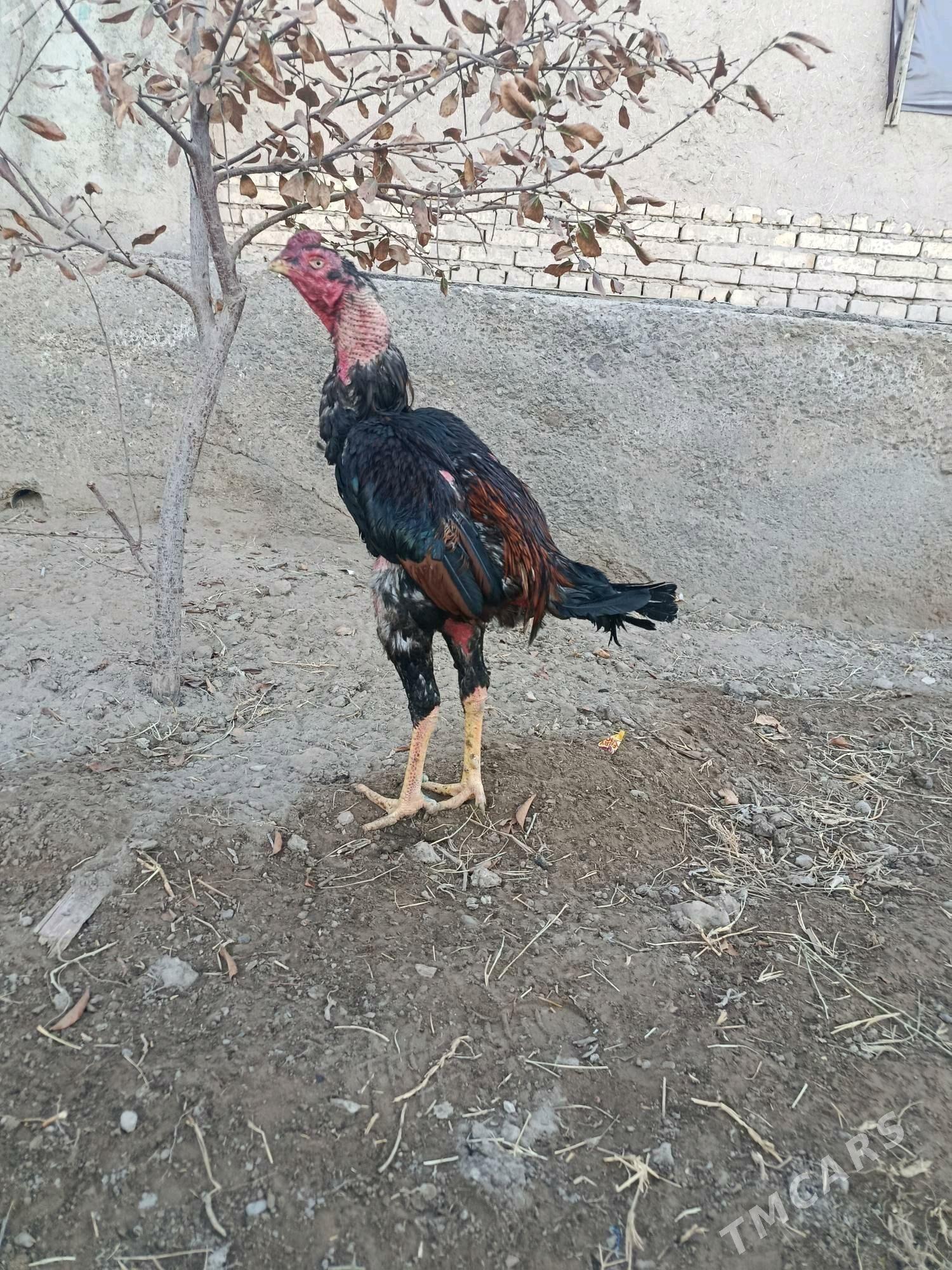 horaz - Шабатский этрап - img 2