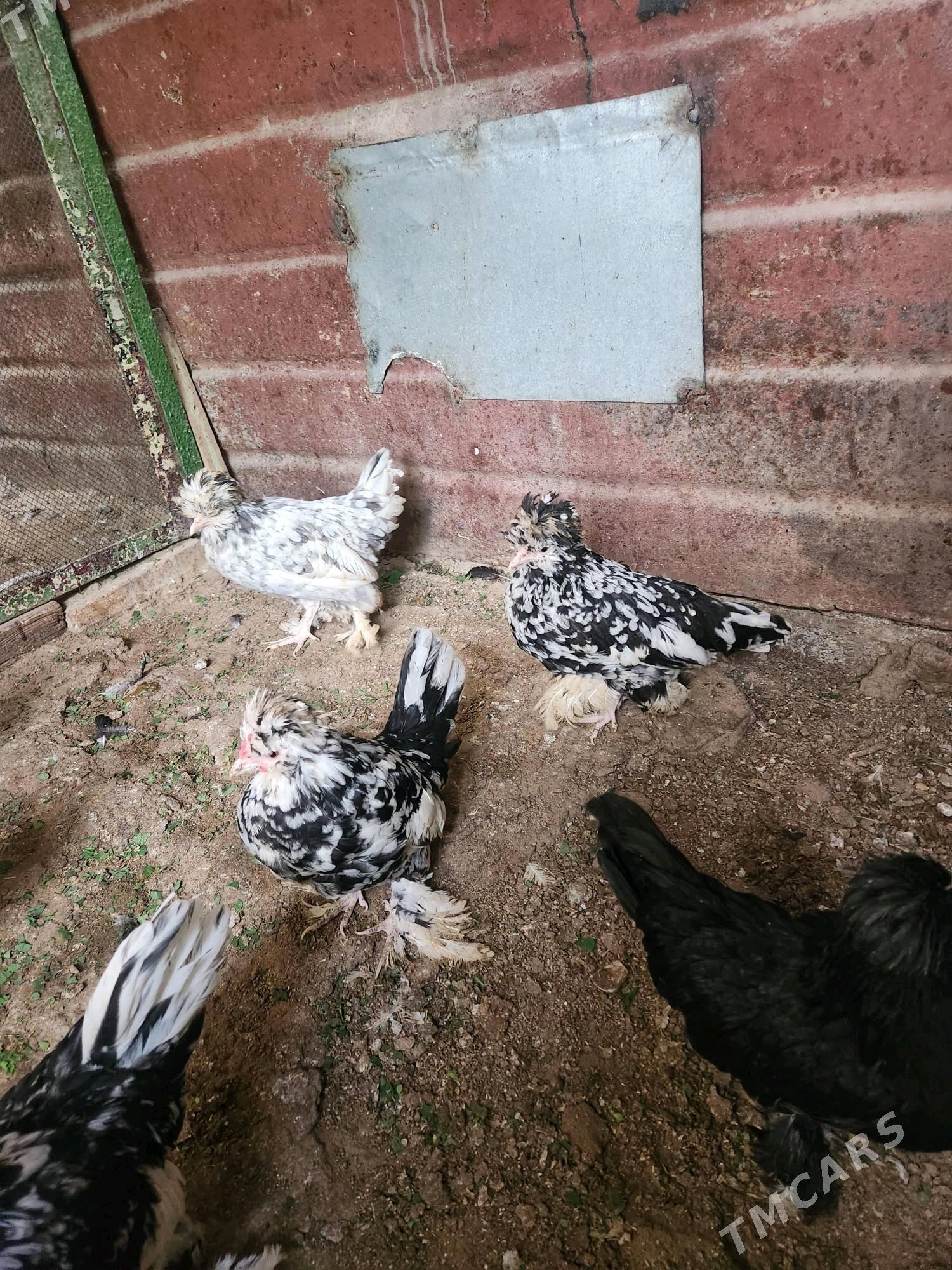 karlik troyka - Хитровка - img 5