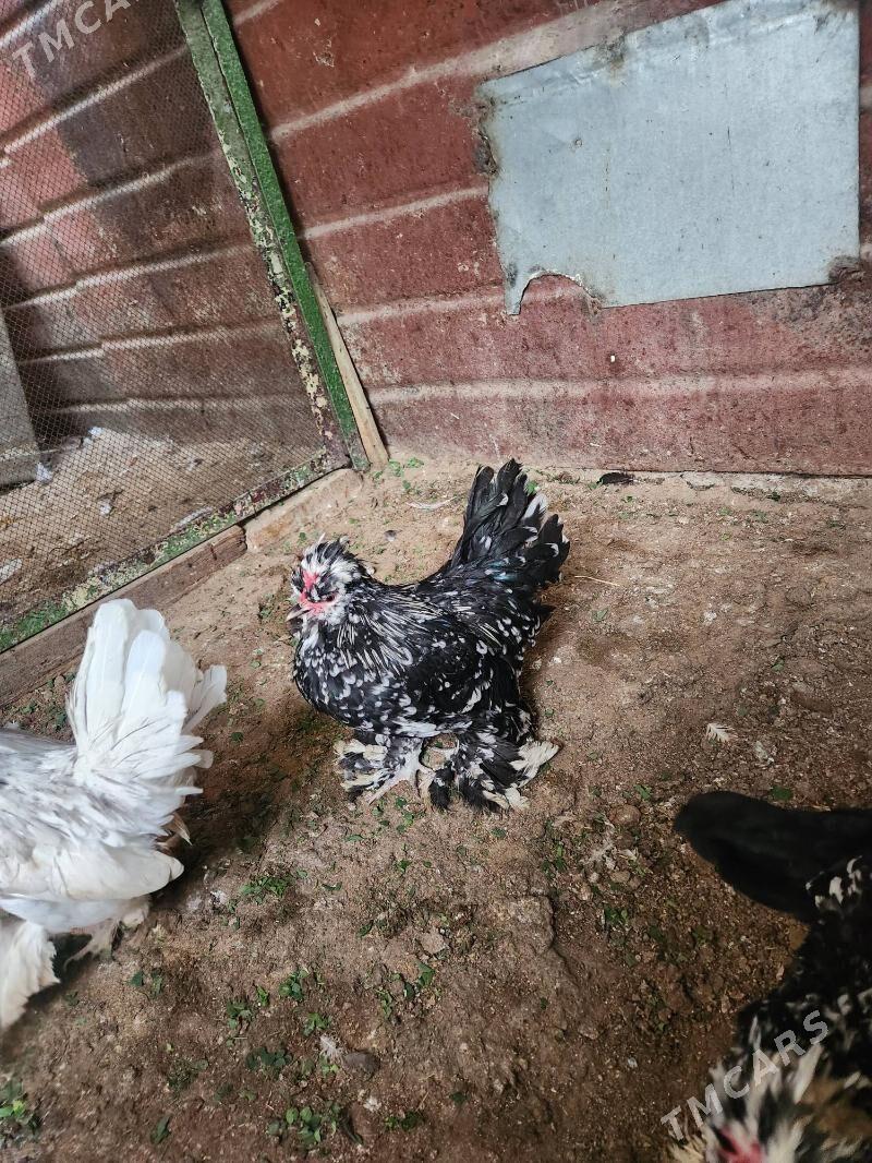 karlik troyka - Хитровка - img 10