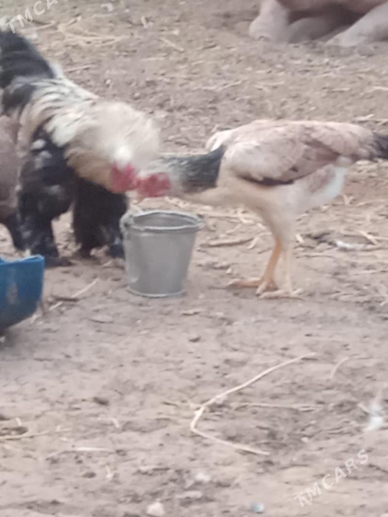 Brama horaz - Чоганлы - img 2