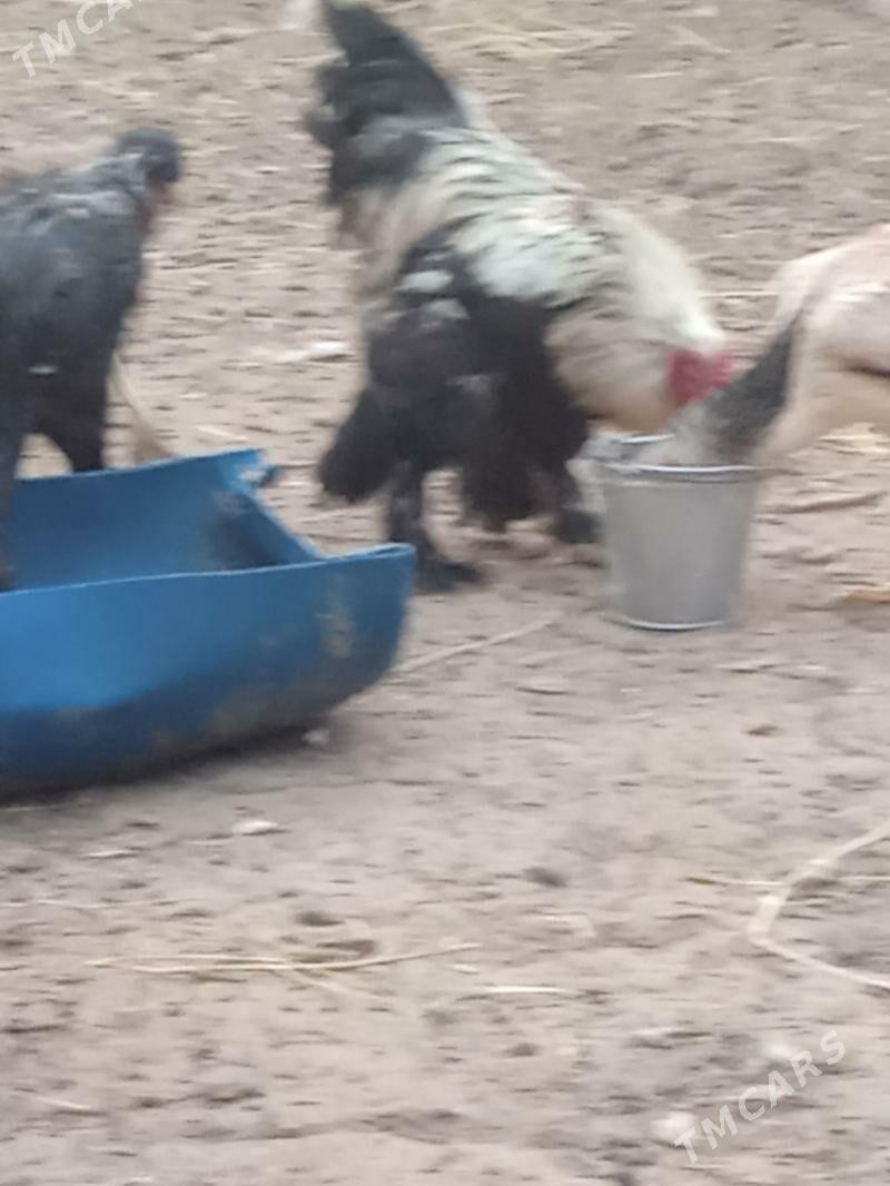 Brama horaz - Чоганлы - img 3