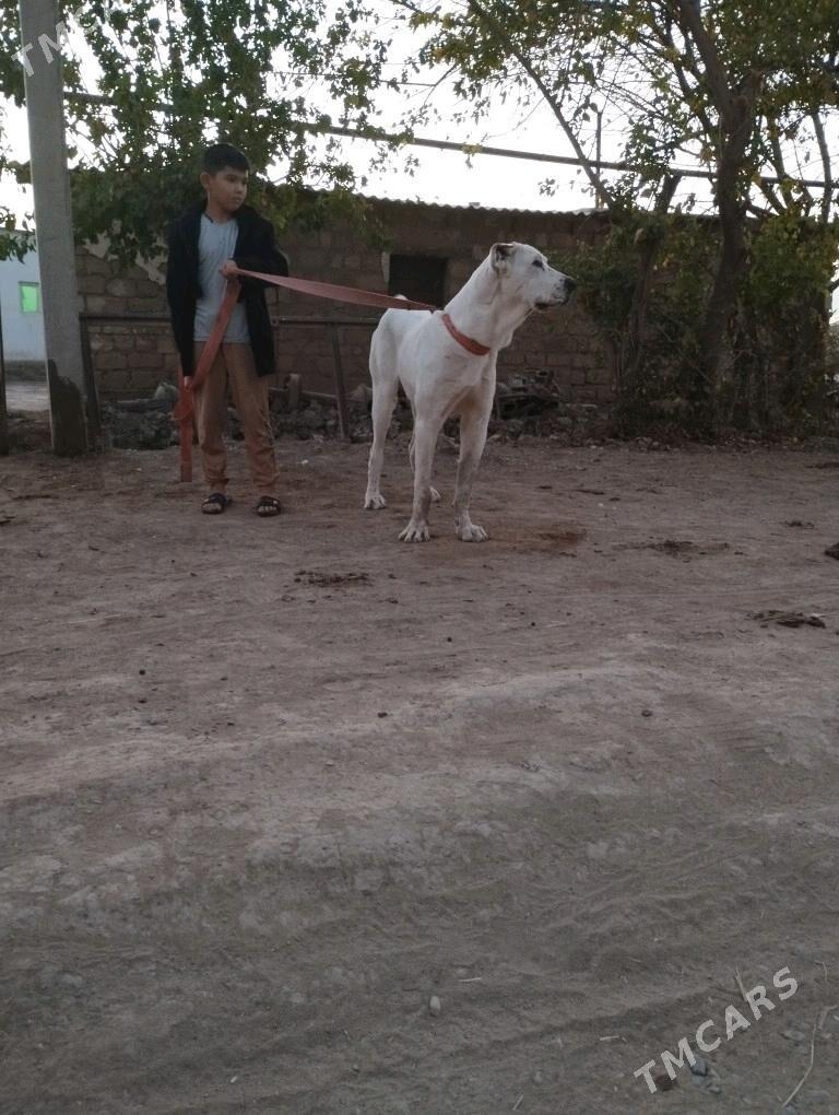 Akguş - Теджен - img 3