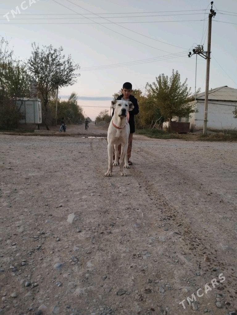 Akguş - Теджен - img 2