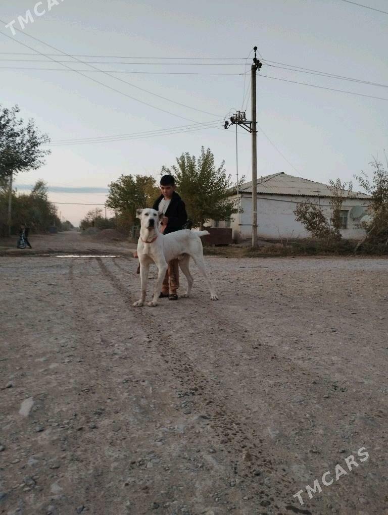 Akguş - Теджен - img 4