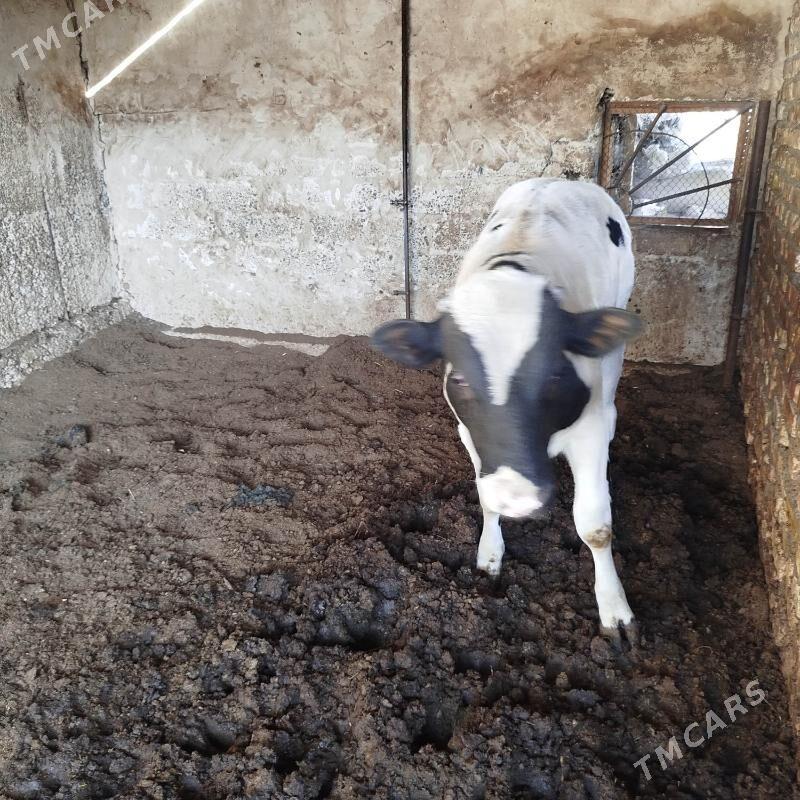 Yas  Okuz - Gökdepe - img 6