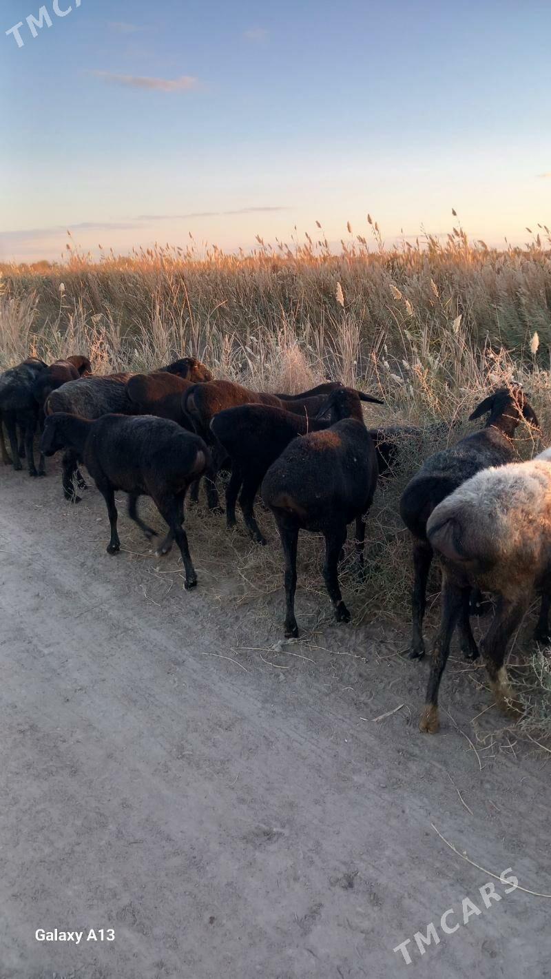 Gisir goyunlar - Çärjew - img 5