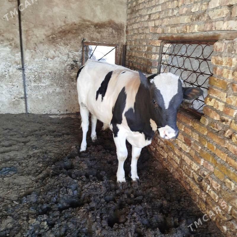 Yas  Okuz - Gökdepe - img 2