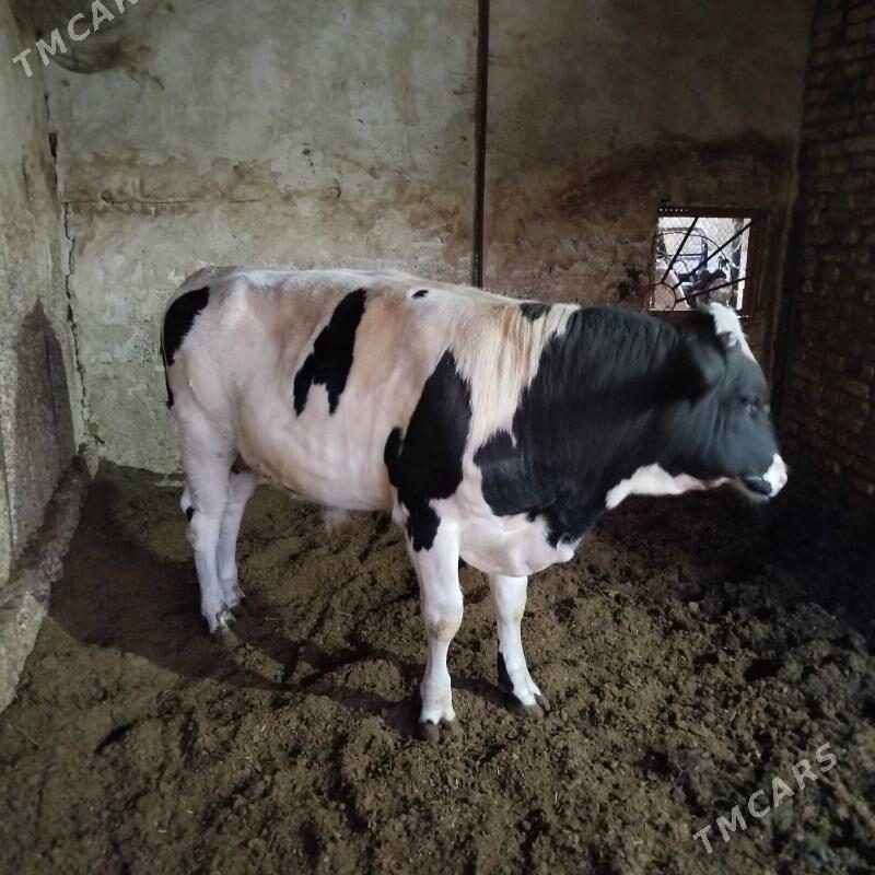 Yas  Okuz - Gökdepe - img 5