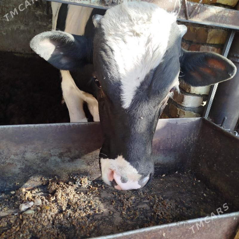 Yas  Okuz - Gökdepe - img 4