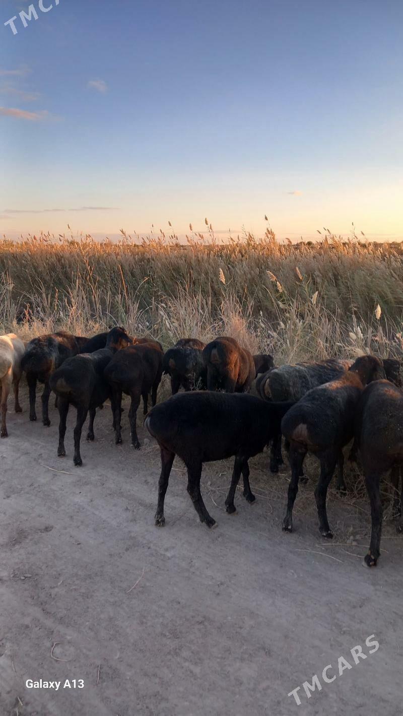 Gisir goyunlar - Çärjew - img 4