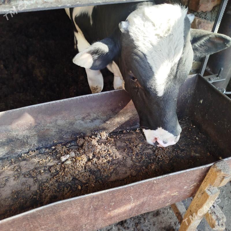 Yas  Okuz - Gökdepe - img 3