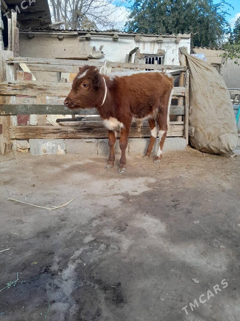 0kuz - Köşi - img 4