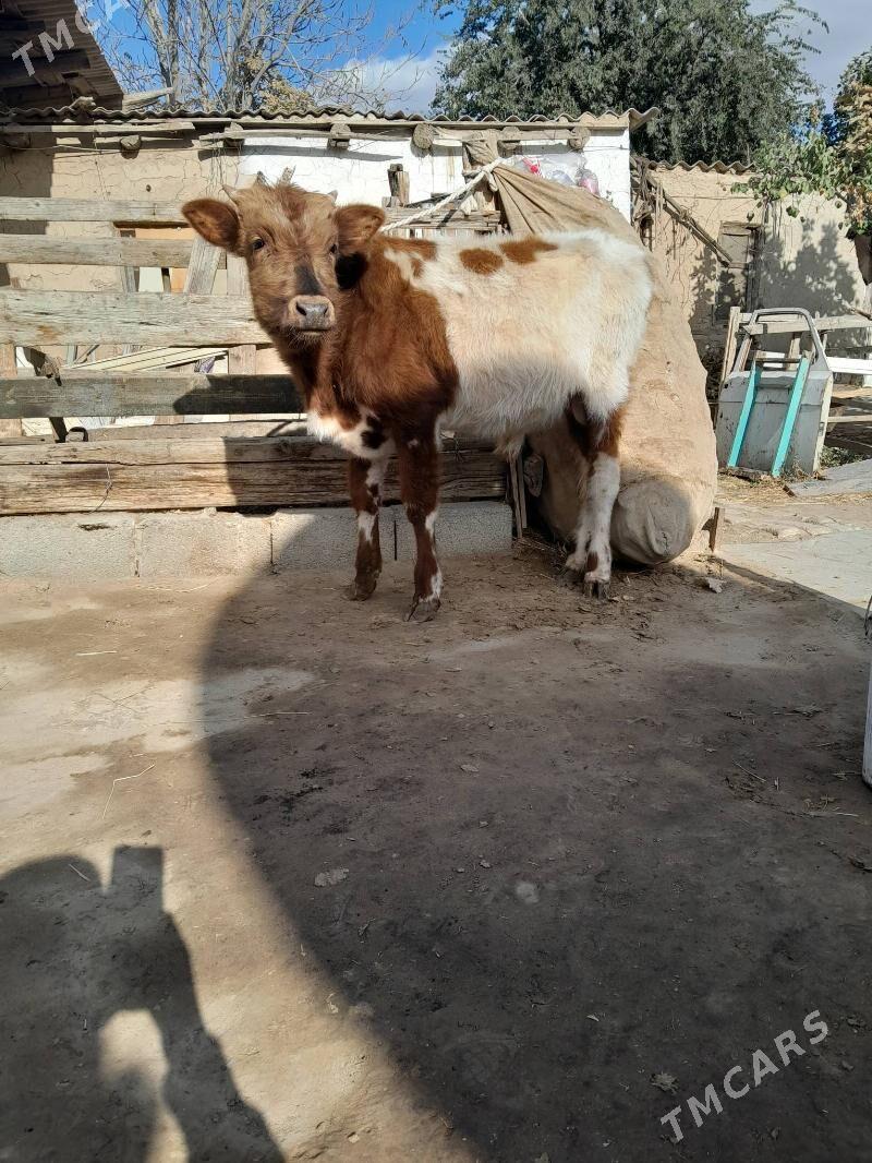 0kuz - Köşi - img 2