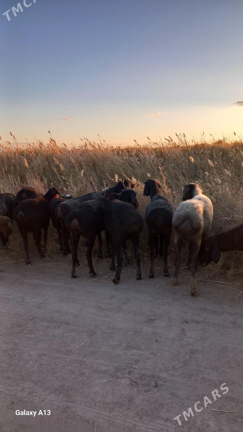 Gisir goyunlar - Çärjew - img 3