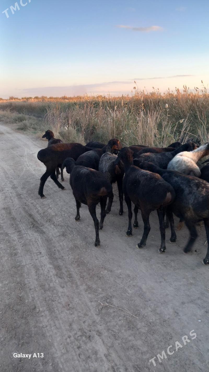 Gisir goyunlar - Çärjew - img 2