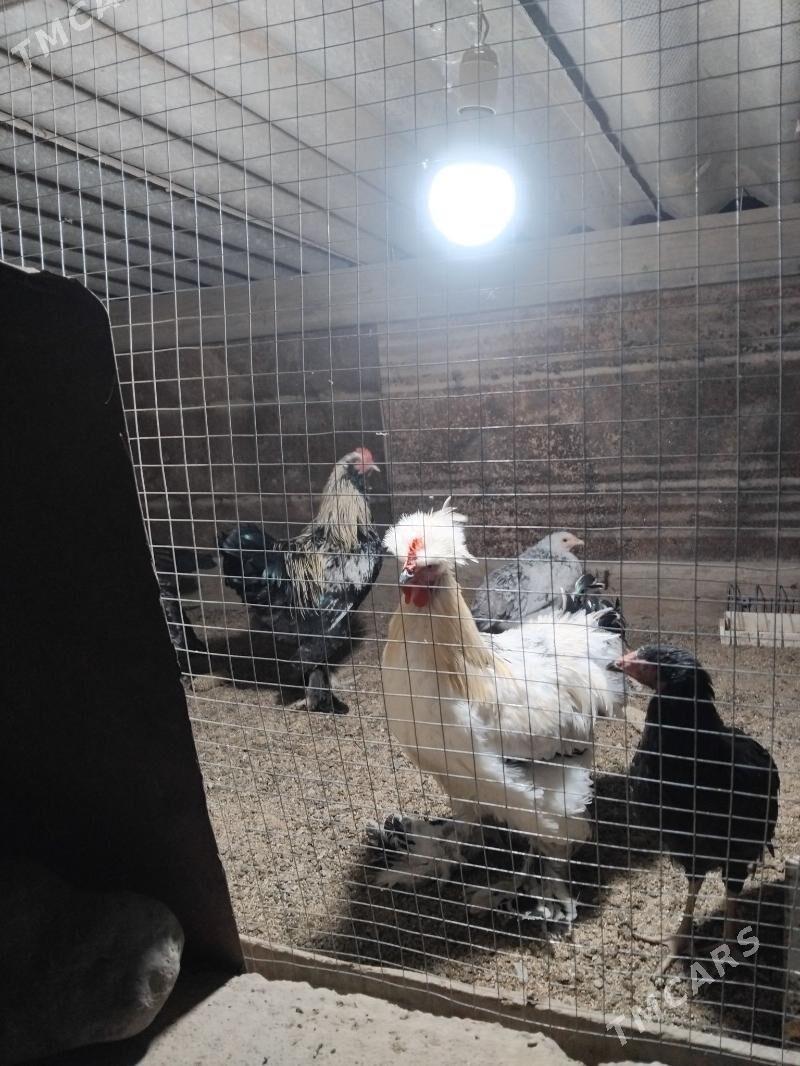 enkowator - Ýaşlyk - img 6