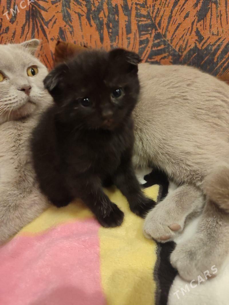 шотландский котенок - Бекреве - img 3