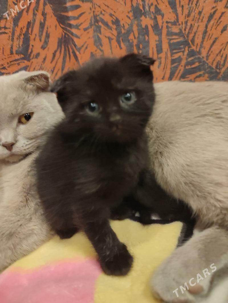 шотландский котенок - Бекреве - img 2