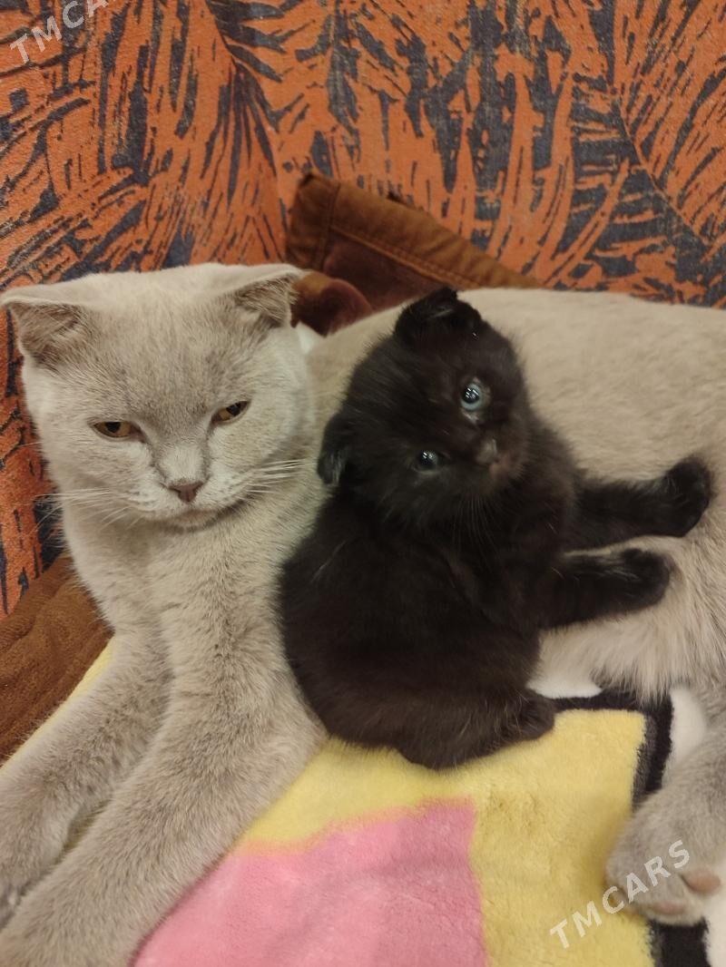 шотландский котенок - Бекреве - img 4