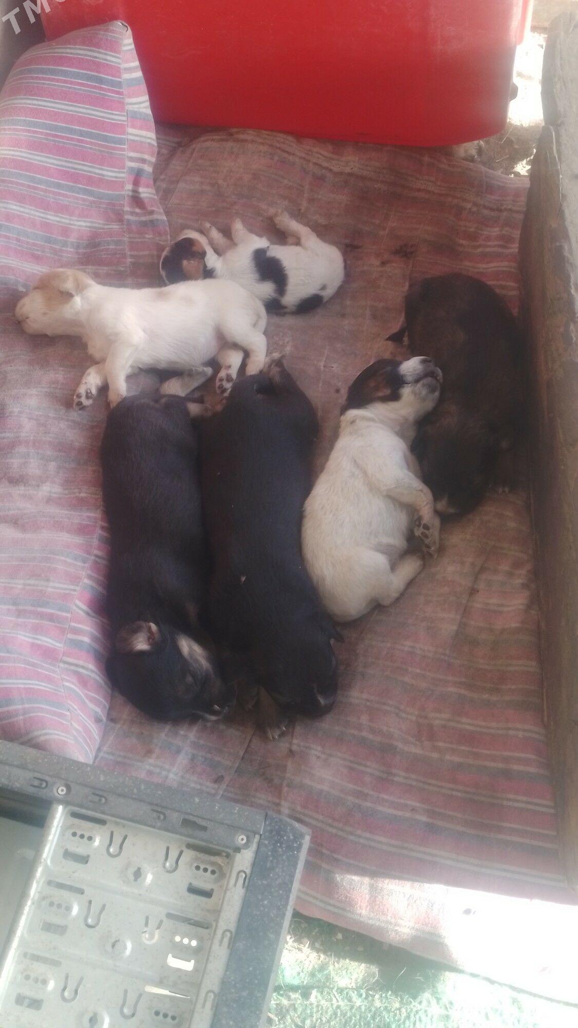 щенки. güjükler - Гёкдепе - img 2