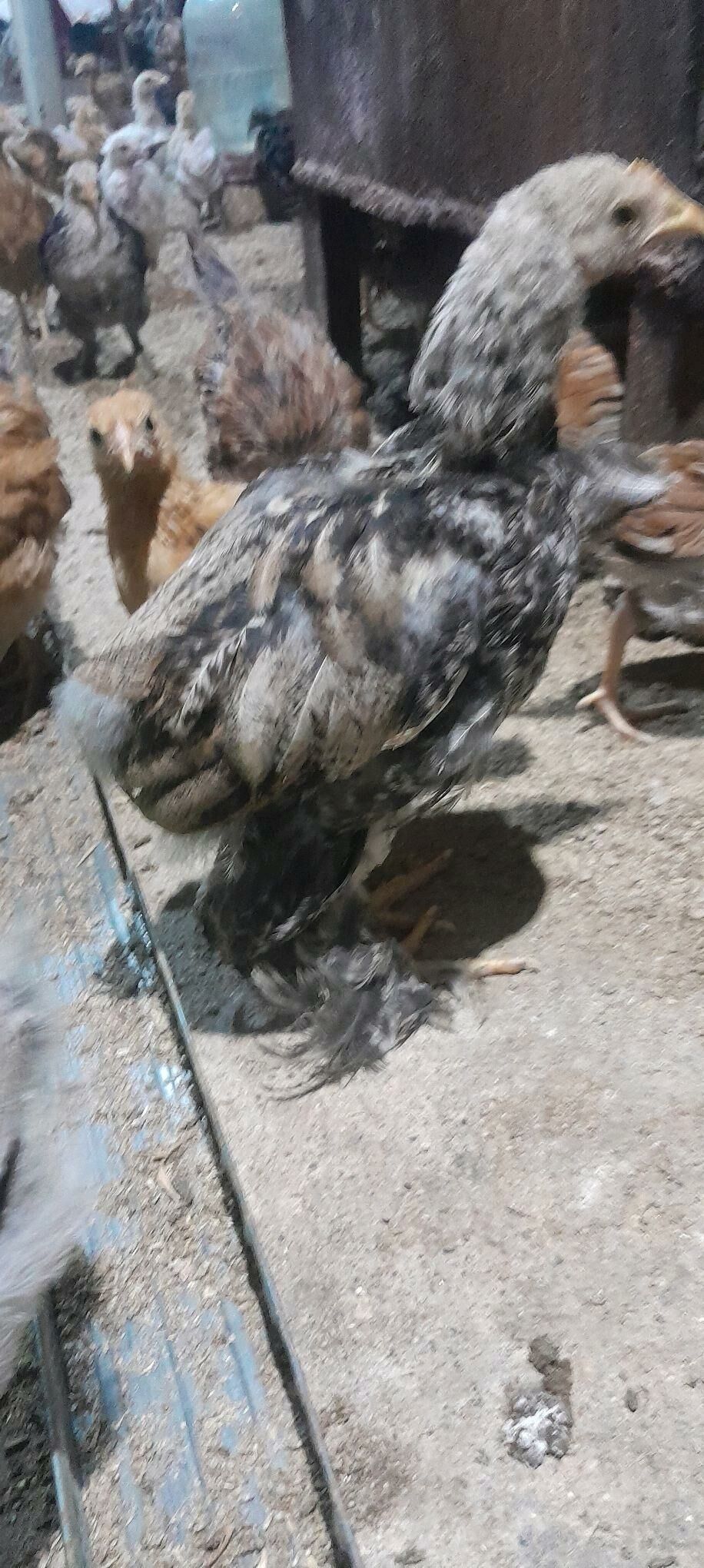 juje - Tejen - img 7